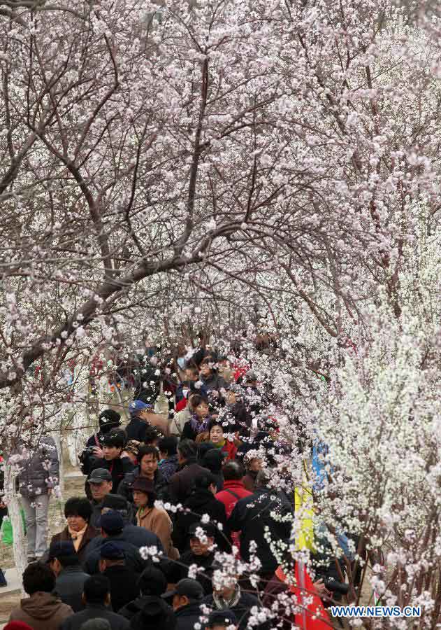 Tourists enjoy the scenery of peach blossoms in Hongqiao District of north China's Tianjin Municipality, March 28, 2013. The seven-day 2013 Tianjin canal peach blossom tourism festival kicked off on Thursday. (Xinhua/Liu Dongyue)