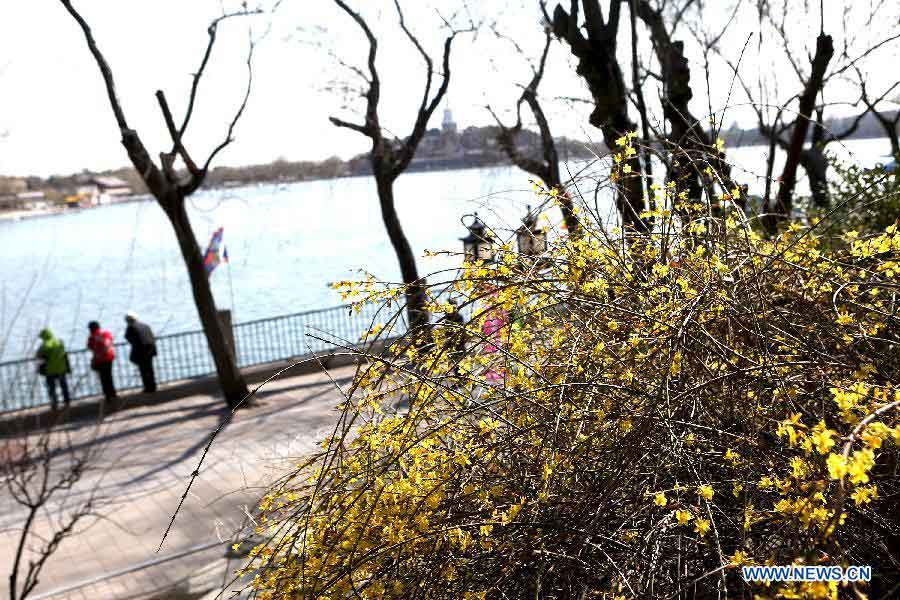 Winter jasmines bloom at Beihai Park as temperature rises in Beijing, capital of China, March 28, 2013. (Xinhua/Jin Liwang)