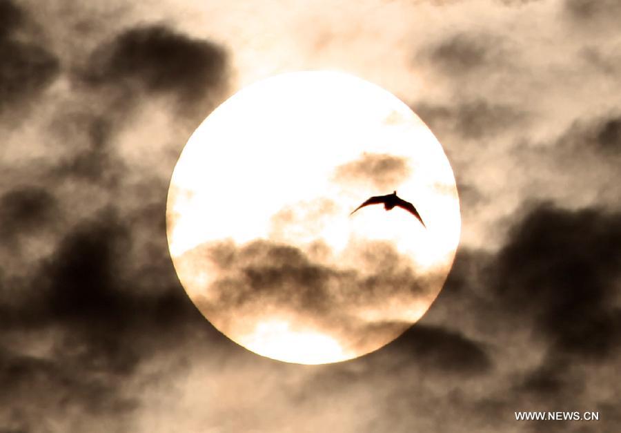 Wild geese fly over Mayinghu Lake in Duchang, east China's Jiangxi Province, March 27, 2013. As the weather turned warm, a large number of migratory birds recently left here to fly north. (Xinhua/Fu Jianbin) 