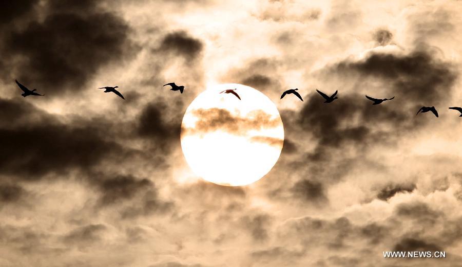 Wild geese fly over Mayinghu Lake in Duchang, east China's Jiangxi Province, March 27, 2013. As the weather turned warm, a large number of migratory birds recently left here to fly north. (Xinhua/Fu Jianbin) 