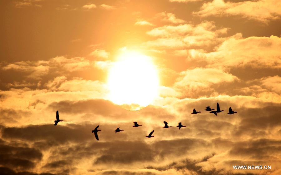 Wild geese fly over Mayinghu Lake in Duchang, east China's Jiangxi Province, March 27, 2013. As the weather turned warm, a large number of migratory birds recently left here to fly north. (Xinhua/Fu Jianbin) 