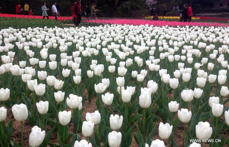 Visitors view tulip flowers in Wuxi City, east China's Jiangsu Province, March 30, 2013. (Xinhua/Luo Jun) 