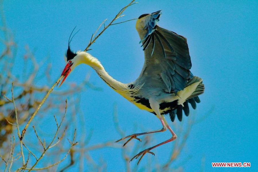 A waterfowl is seen in the Three Gorges Reservoir in Yunyang County in southwest China's Chongqing, March 29, 2013. Improved environment near the reservoir has allowed superb conditions for birds to live. (Xinhua/Chen Jianhua)