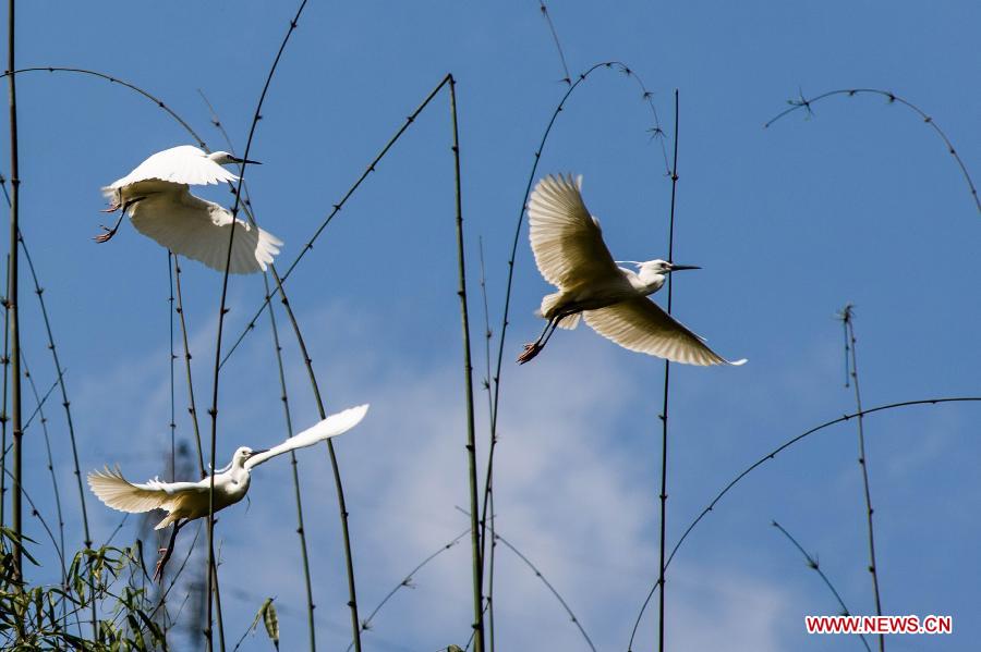 Waterfowls are seen in the Three Gorges Reservoir in Yunyang County in southwest China's Chongqing, March 26, 2013. Improved environment near the reservoir has allowed superb conditions for birds to live. (Xinhua/Chen Jianhua)