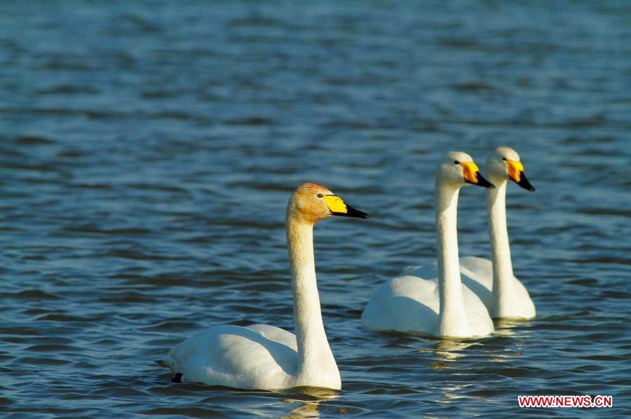 Waterfowls swim in the Three Gorges Reservoir in Yunyang County in southwest China's Chongqing, March 28, 2013. Improved environment near the reservoir has allowed superb conditions for birds to live. (Xinhua/Chen Jianhua)