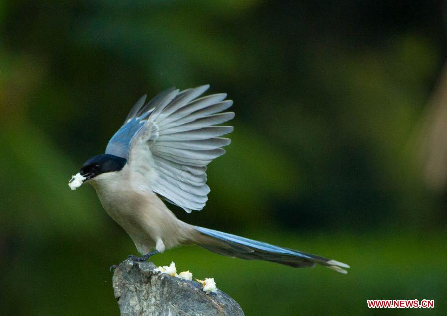 A bird is seen in the Three Gorges Reservoir in Yunyang County in southwest China's Chongqing, March 29, 2013. Improved environment near the reservoir has allowed superb conditions for birds to live. (Xinhua/Chen Jianhua)