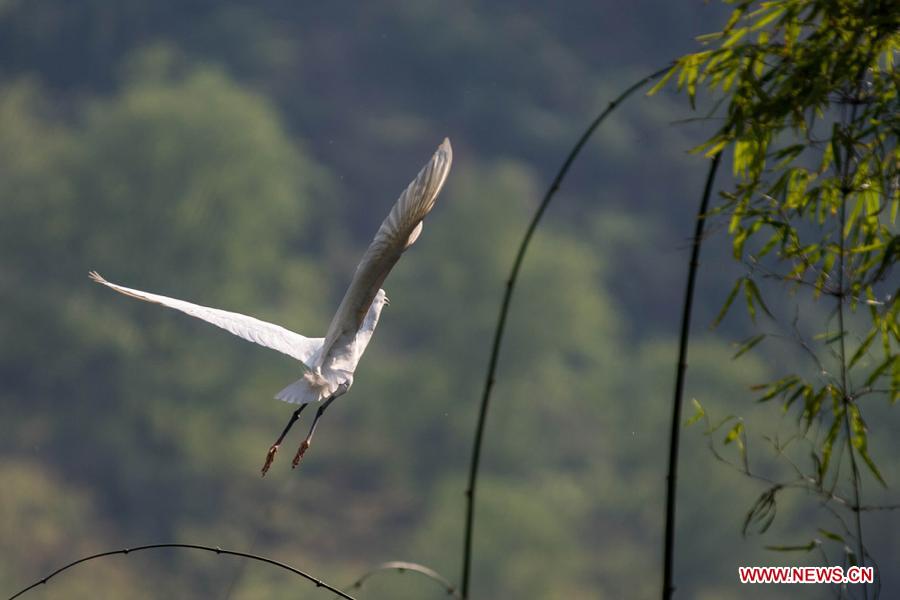 A waterfowl flies over the Three Gorges Reservoir in Yunyang County in southwest China's Chongqing, March 26, 2013. Improved environment near the reservoir has allowed superb conditions for birds to live. (Xinhua/Chen Jianhua)