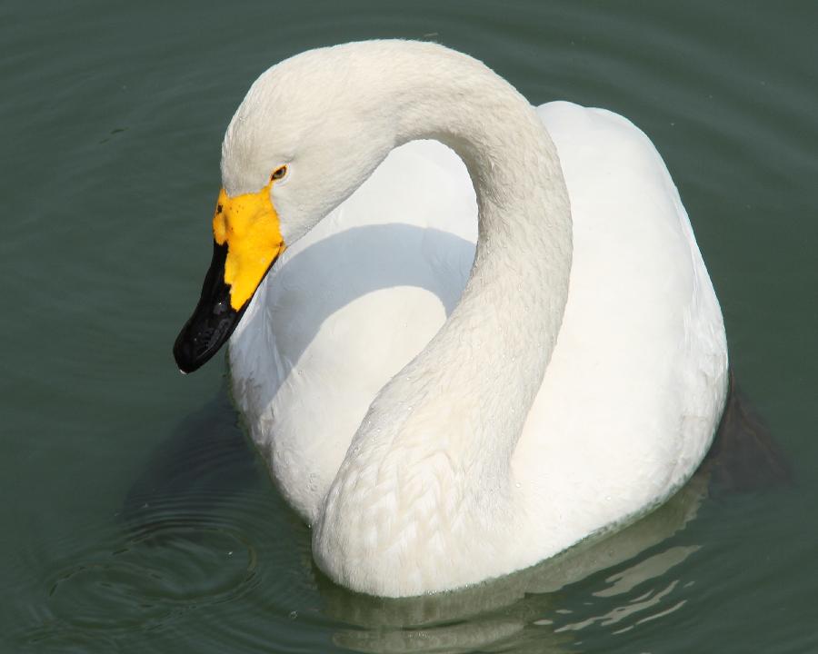 A white swan is seen at the Sanxian Mountain scenic area in Penglai City, east China's Shandong Province, March 31, 2013. (Xinhua/Yu Liangyi) 