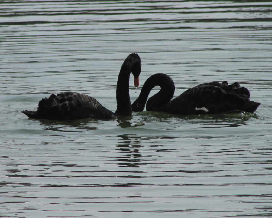 Black swans are seen at the Sanxian Mountain scenic area in Penglai City, east China's Shandong Province, March 31, 2013. (Xinhua/Yu Liangyi) 