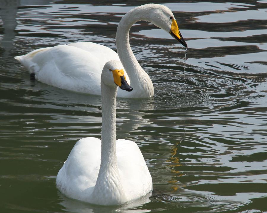 White swans are seen at the Sanxian Mountain scenic area in Penglai City, east China's Shandong Province, March 31, 2013. (Xinhua/Yu Liangyi)