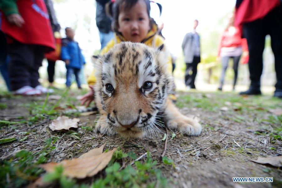 A newly born tiger cub meets with tourists in the Zhuyuwan Zoo in Yangzhou, east China's Jiangsu Province, April 1, 2013. A pair of one-month-old tiger cub twins met with public on Monday for the first time since their birth. (Xinhua/Meng Delong) 