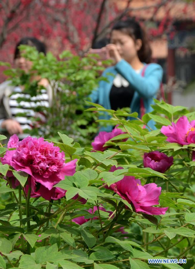 A visitor takes photos of peony flowers at a park in Luoyang City, central China's Henan Province, April 2, 2013. (Xinhua/Wang Song)