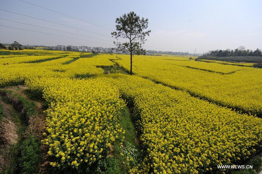 Photo taken on April 3, 2013 shows the scenery of rape flowers in Yaxi Township of Gaochun District in Nanjing, capital of east China's Nanjing Province. (Xinhua/Shen Peng) 