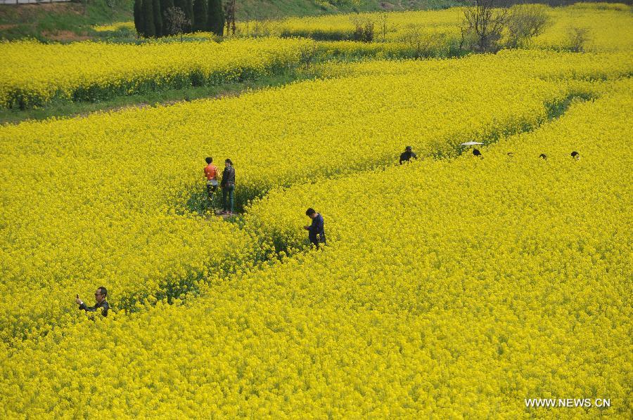 Visitors walk among the field of rape flowers in Yaxi Township of Gaochun District in Nanjing, capital of east China's Nanjing Province, April 3, 2013. (Xinhua/Shen Peng)