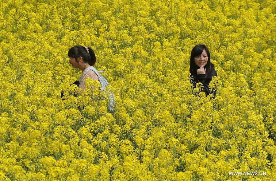 Visitors walk among the field of rape flowers in Yaxi Township of Gaochun District in Nanjing, capital of east China's Nanjing Province, April 3, 2013. (Xinhua/Shen Peng)