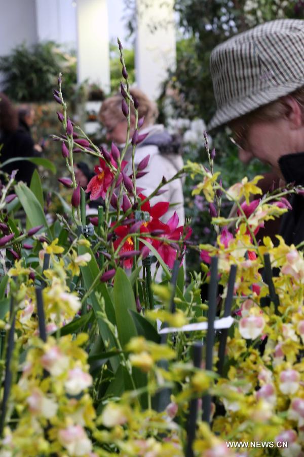 People enjoy orchids during the Orchid Show in Frankfurt, Germany, on April 5, 2013. (Xinhua/Luo Huanhuan)