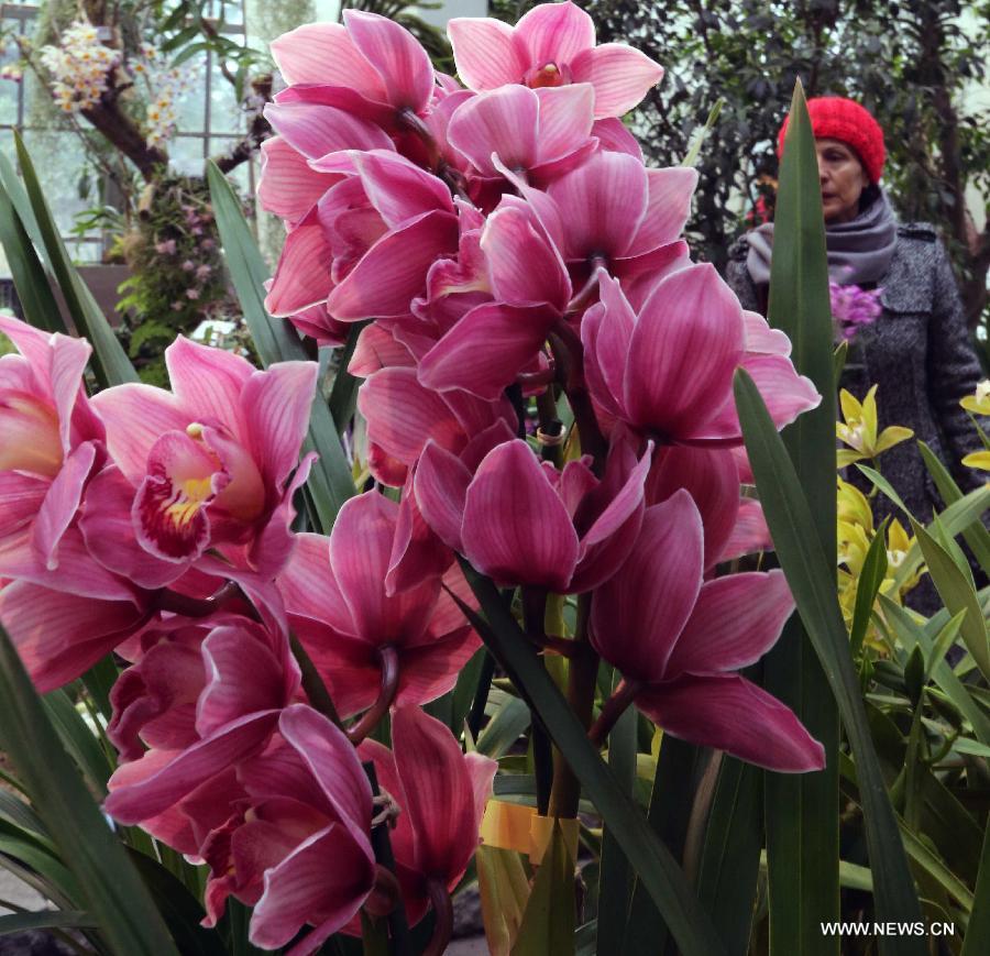 People enjoy orchids during the Orchid Show in Frankfurt, Germany, on April 5, 2013. (Xinhua/Luo Huanhuan)