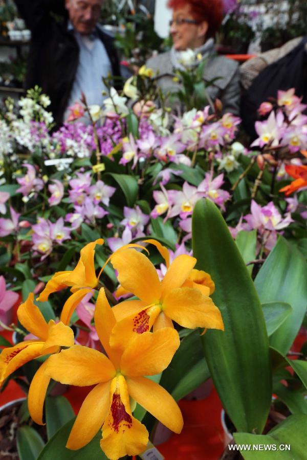 People enjoy orchids during the Orchid Show in Frankfurt, Germany, on April 5, 2013. (Xinhua/Luo Huanhuan)