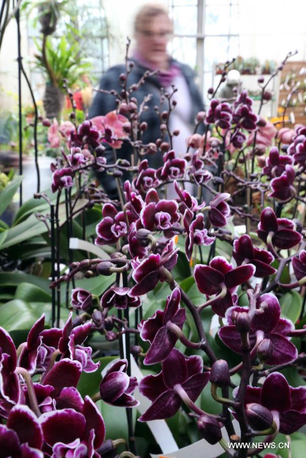 People enjoy orchids during the Orchid Show in Frankfurt, Germany, on April 5, 2013. (Xinhua/Luo Huanhuan)