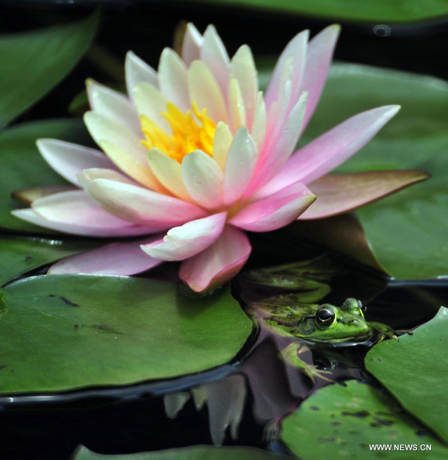 A frog rests beside a water lily at a pond by the Palace Museum in Taipei, southeast China's Taiwan, April 7, 2013.(Xinhua/Wu Ching-teng) 