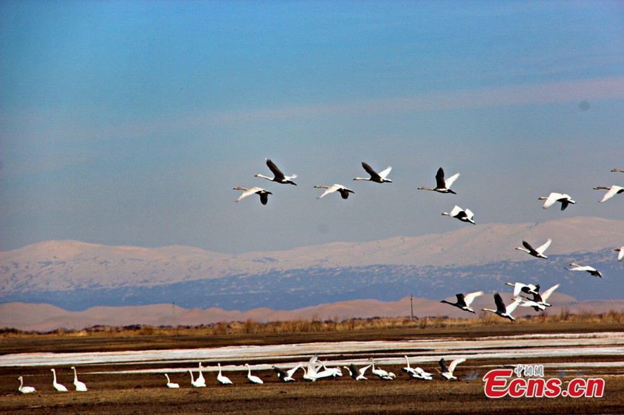 Migratory birds are seen at the Keketuohai Wetland Nature Reserve of Habahe County in Northwest China's Xinjiang Uygur Autonomous Region on April 6, 2013. Thousands of migratory birds, including swans, egrets and ducks, fly back to the reserve as spring approaches. (ecns.cn/Wang Hongshan)