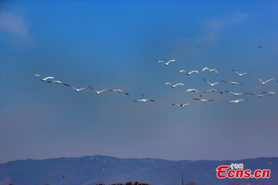 Migratory birds are seen at the Keketuohai Wetland Nature Reserve of Habahe County in Northwest China's Xinjiang Uygur Autonomous Region on April 6, 2013. Thousands of migratory birds, including swans, egrets and ducks, fly back to the reserve as spring approaches. (ecns.cn/Wang Hongshan)