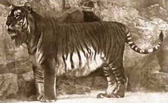 Caspian Tiger (extinct in 1970)