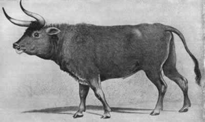 Wisent(extinct in 1627)　