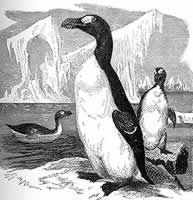 Great Auk (extinct since 1844)