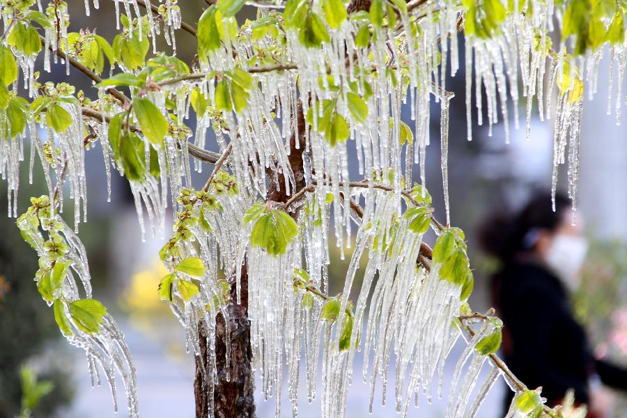 Photo taken on April 8, 2013 shows icicles on tree branches in Hami, northwest China's Xinjiang Uygur Autonomous Region. Icicles are seen on tree branches and blossoms in Haimi due to sharp drop of temperature. (Xinhua/Cai Zengle)