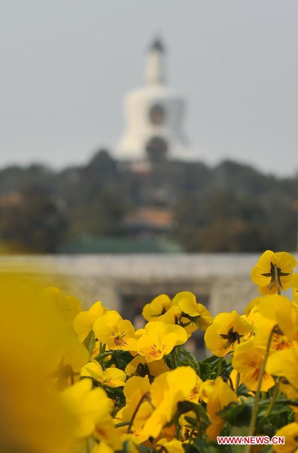 Flowers blossom near the White Dagoba at the Beihai Park in Beijing, capital of China, April 7, 2013. (Xinhua/Chen Yehua)