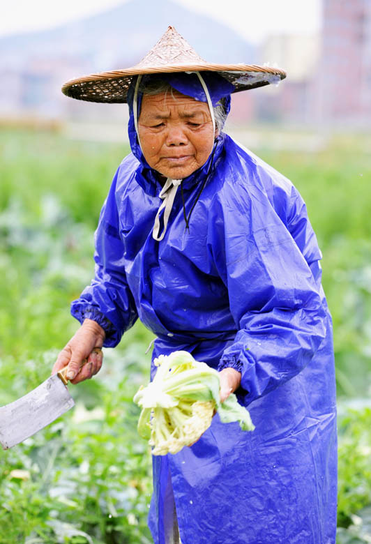 75-year-old Granny Wu harvests vegetables in the fields in Putian city, Fujian province on March 29, 2013. Rural areas are short of labors because young farmers have flocked to cities to work. (Xinhua Photo/Zhang Guojun)