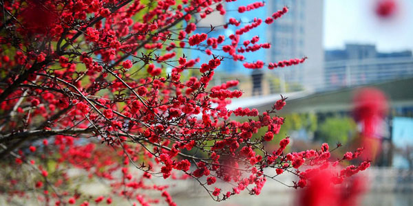 Spring is without doubt the best time to visit Yangzhou, as a well-known Chinese poem once said. The eastern city is full of life and vigor with different species of flowers opening to full blossom and their flamboyant colors reflected on the tranquil surface of the Slender West Lake. Photo taken on Tuesday, April 2, 2013. (Xinhua)