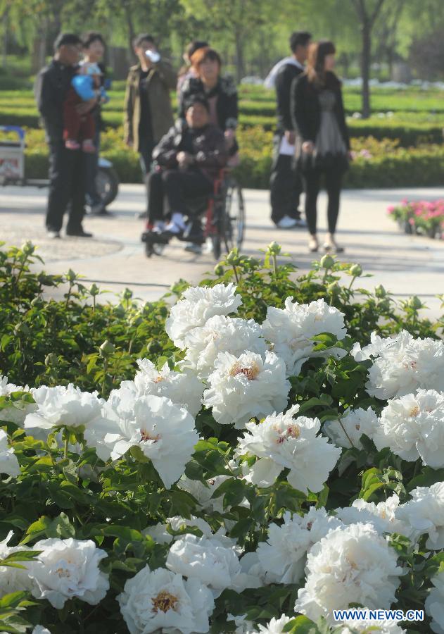 Visitors view peony flowers at a park in Luoyang City, central China's Henan Province, April 10, 2013. (Xinhua/Wang Song)