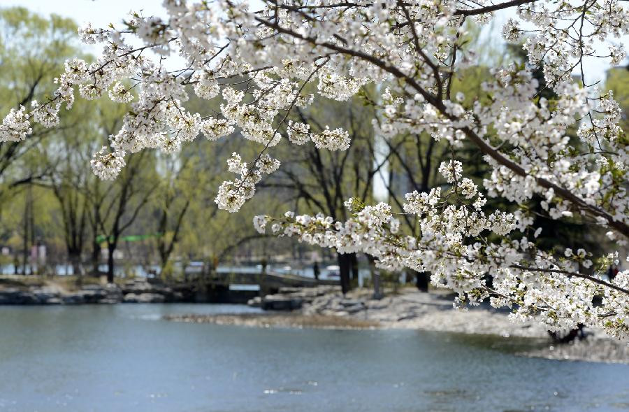 Cherry flowers blossom at Yuyuantan Park in Beijing, capital of China, April 11, 2013. (Xinhua/Li Jundong) 