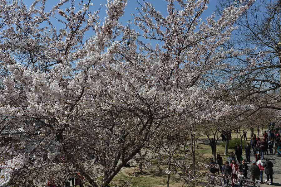 Visitors view cherry blossoms at Yuyuantan Park in Beijing, capital of China, April 11, 2013. (Xinhua/Li Jundong)