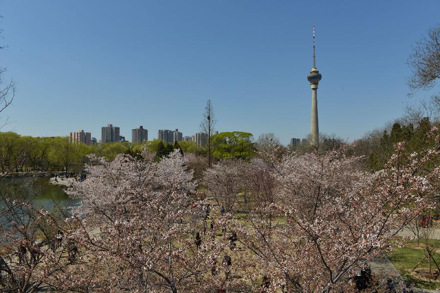 Visitors view cherry blossoms at Yuyuantan Park in Beijing, capital of China, April 11, 2013. (Xinhua/Li Jundong)