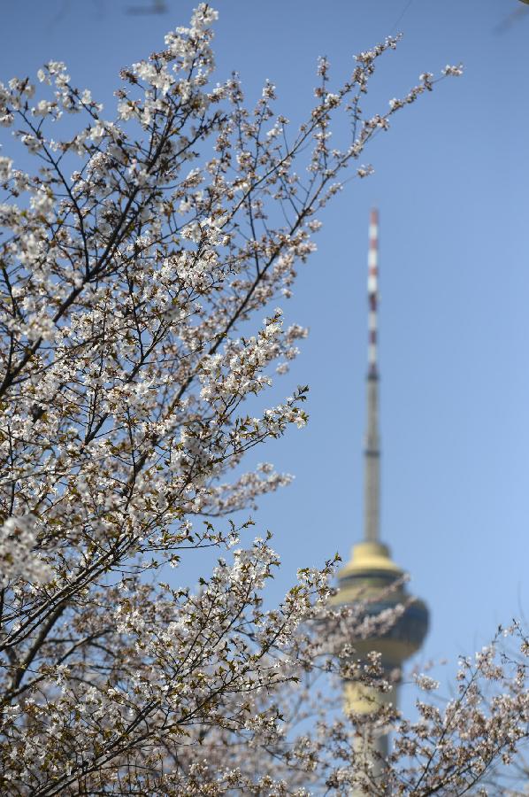 Cherry flowers blossom at Yuyuantan Park in Beijing, capital of China, April 11, 2013. (Xinhua/Li Jundong)