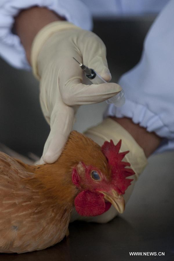 A staff member of the Hong Kong Food and Environmental Hygiene Department makes a flu test on a chosen chicken in Hong Kong, south China, April 11, 2013. The Hong Kong Food and Environmental Hygiene Department are carrying out avian influenza tests on imported chicken to ensure they are virus-free Thursday. (Xinhua/Lui Siu Wai)