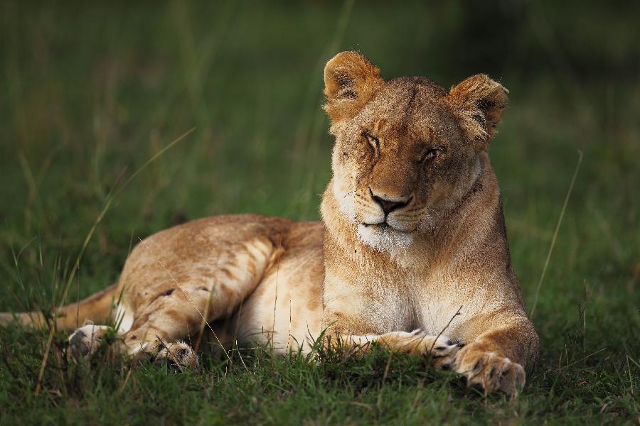 A lioness rests at the Maasai Mara National Reserve, southwest Kenya, on April 10, 2013. (Xinhua/Li Jing)