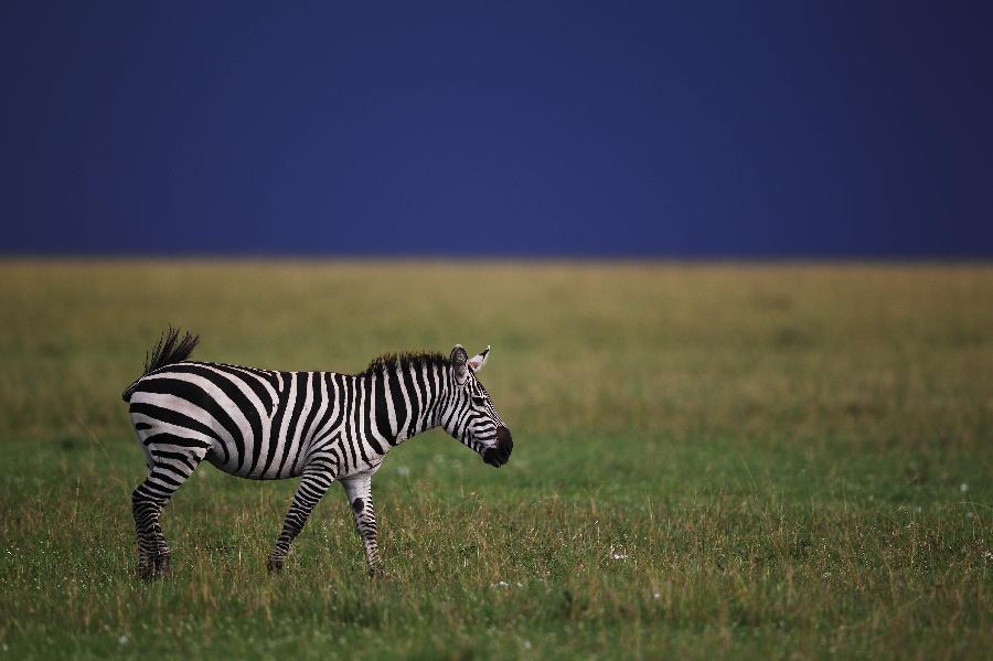 A zebra walks at the Maasai Mara National Reserve, southwest Kenya, on April 10, 2013. (Xinhua/Li Jing)