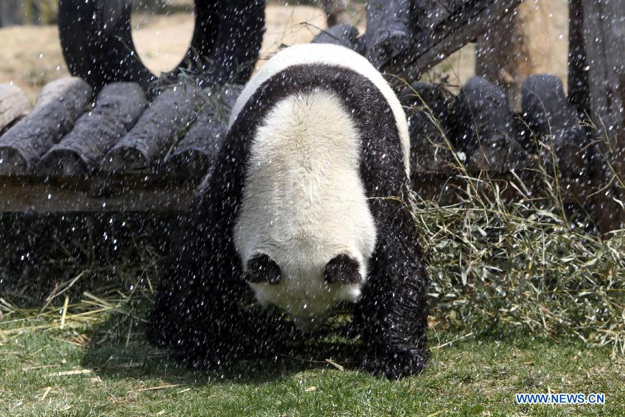 Photo taken on April 13, 2013 shows the panda named "Qing Feng" at Yantai Zoo in Yantai City, east China's Shandong Province. The zoo splashed water for the two pandas"Qing Feng" and "Hua Ao" to keep them cool as the highest temperature in Yantai City reached 29 Celsius degree Saturday. (Xinhua/Shen Jizhong) 