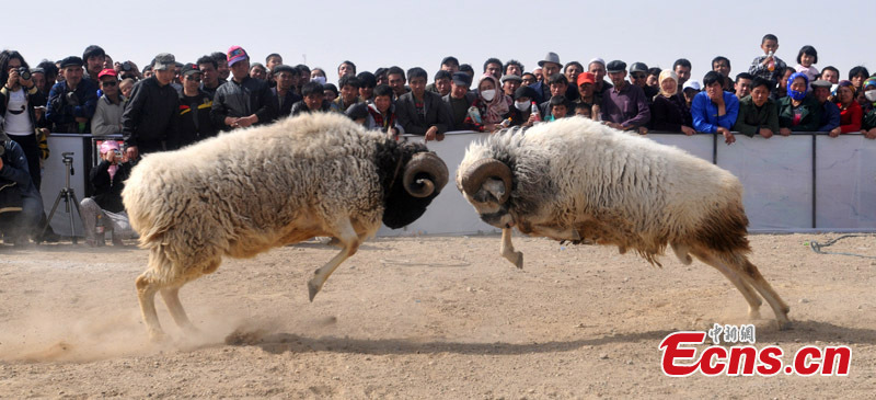 Two sheep fight each other during a horse racing held in Korla, Northwest China's Xinjiang Uyghur Autonomous Region, April 14, 2013. Over 300 contestants from more than 20 teams participated in the racing. (CNS)