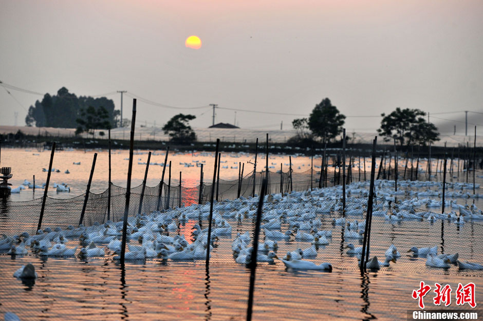 Ducks swim in the river in the duck breeding area on April 14, 2013.  (CNS/Wang Dongming)