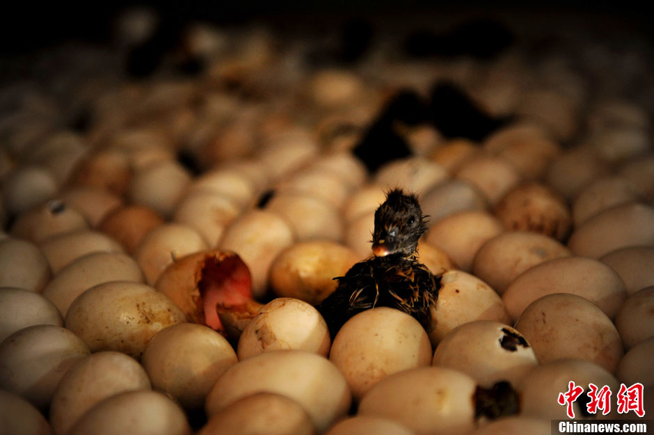 A newly-born baby duck on April 14, 2013. (CNS/Wang Dongming)