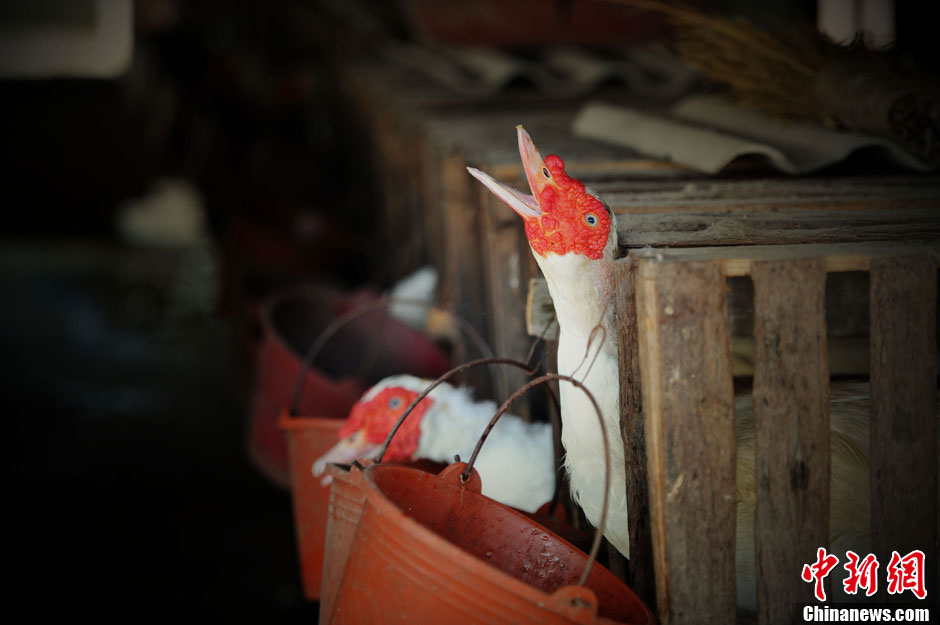 Ducks are locked in the cage on April 14, 2013. (CNS/Wang Dongming) 