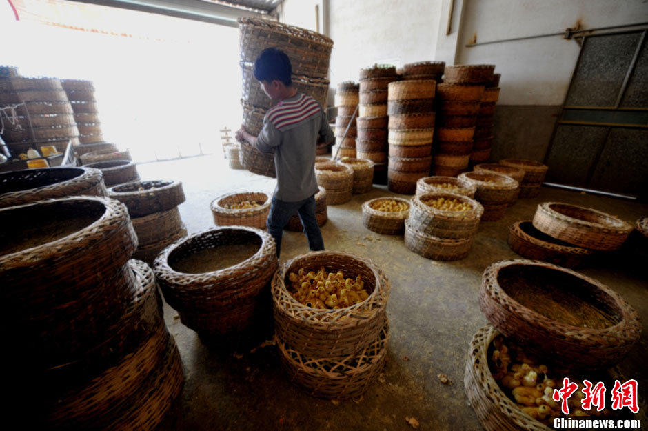 A workers moves new-born baby ducks out on April 14, 2013. (CNS/Wang Dongming)