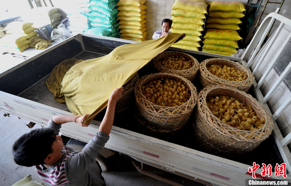 Baby ducks are sent out to others for free on April 14, 2013.  (CNS/Wang Dongming)