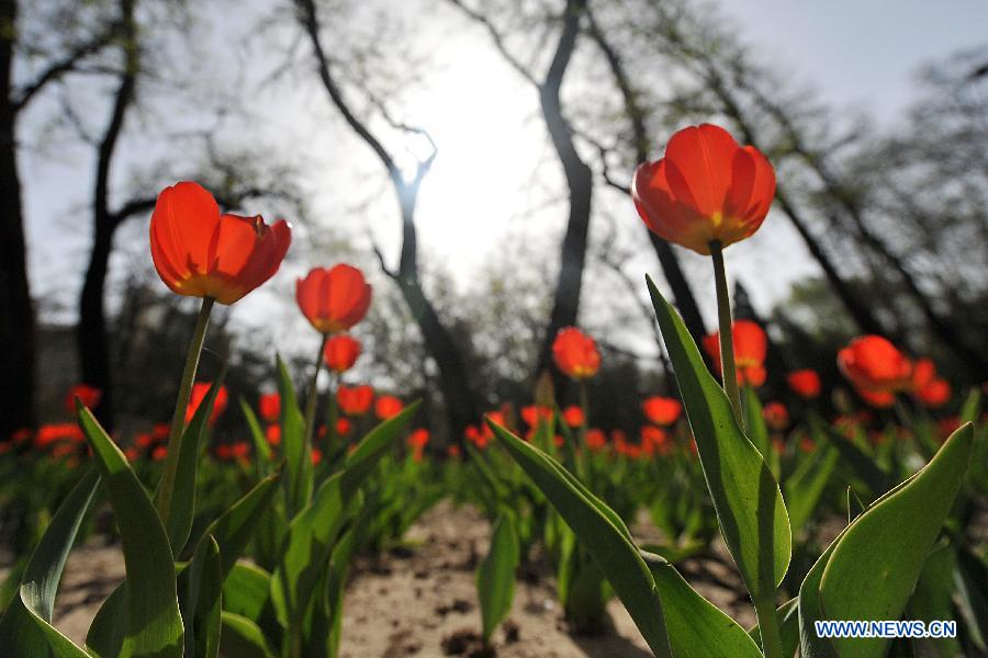 Photo taken on April 16, 2013 shows tulips at the Yingze Park in Taiyuan, capital of north China's Shanxi Province. (Xinhua/Zhan Yan)