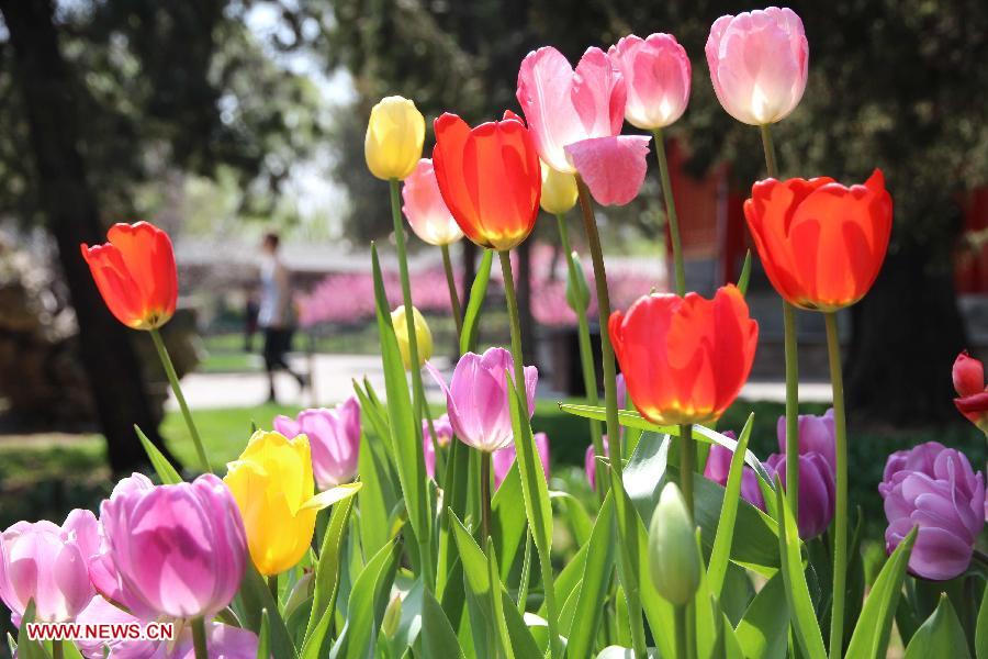 Tulip flowers blossom at the Zhongshan Park in Beijing, capital of China, April 16, 2013. (Xinhua/Wang Yueling)